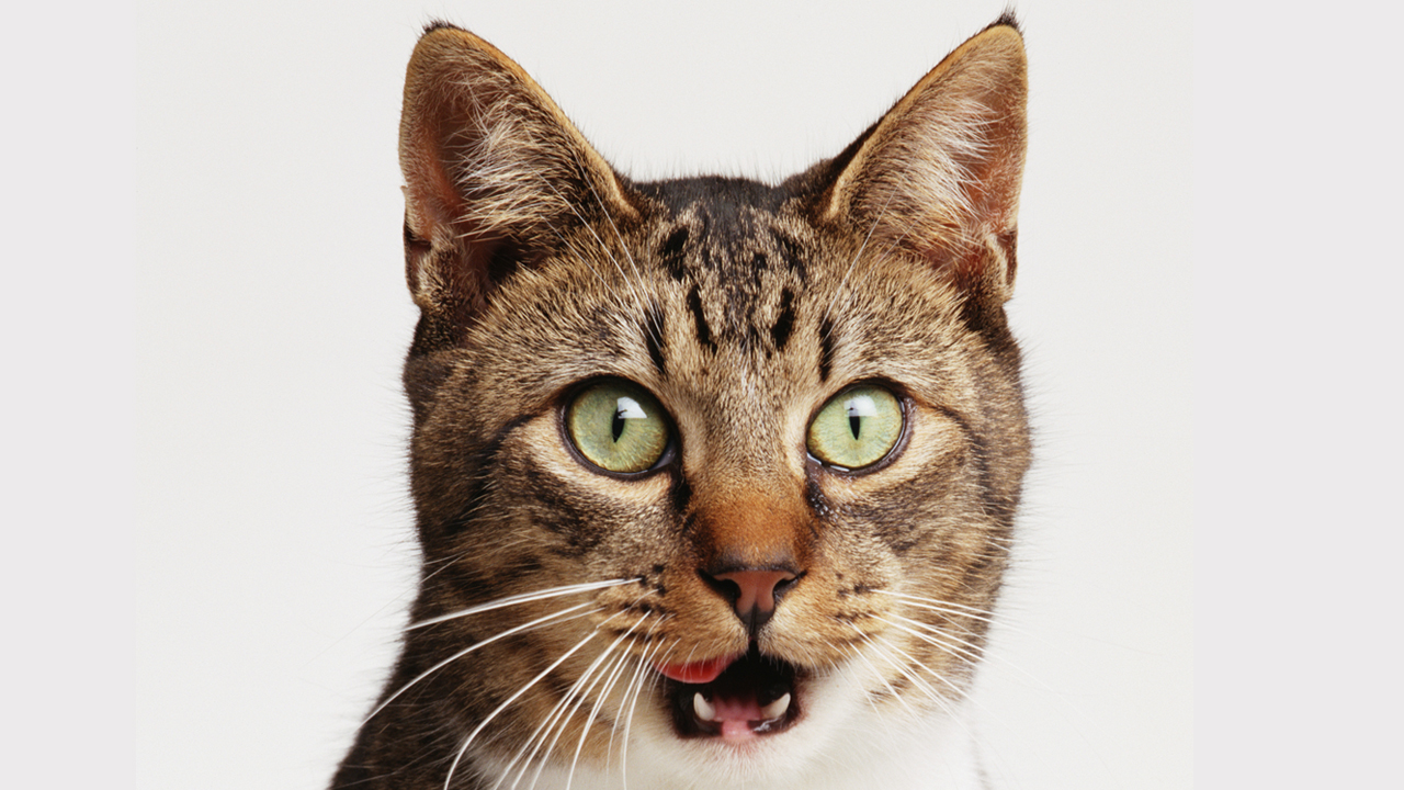 shocked cat